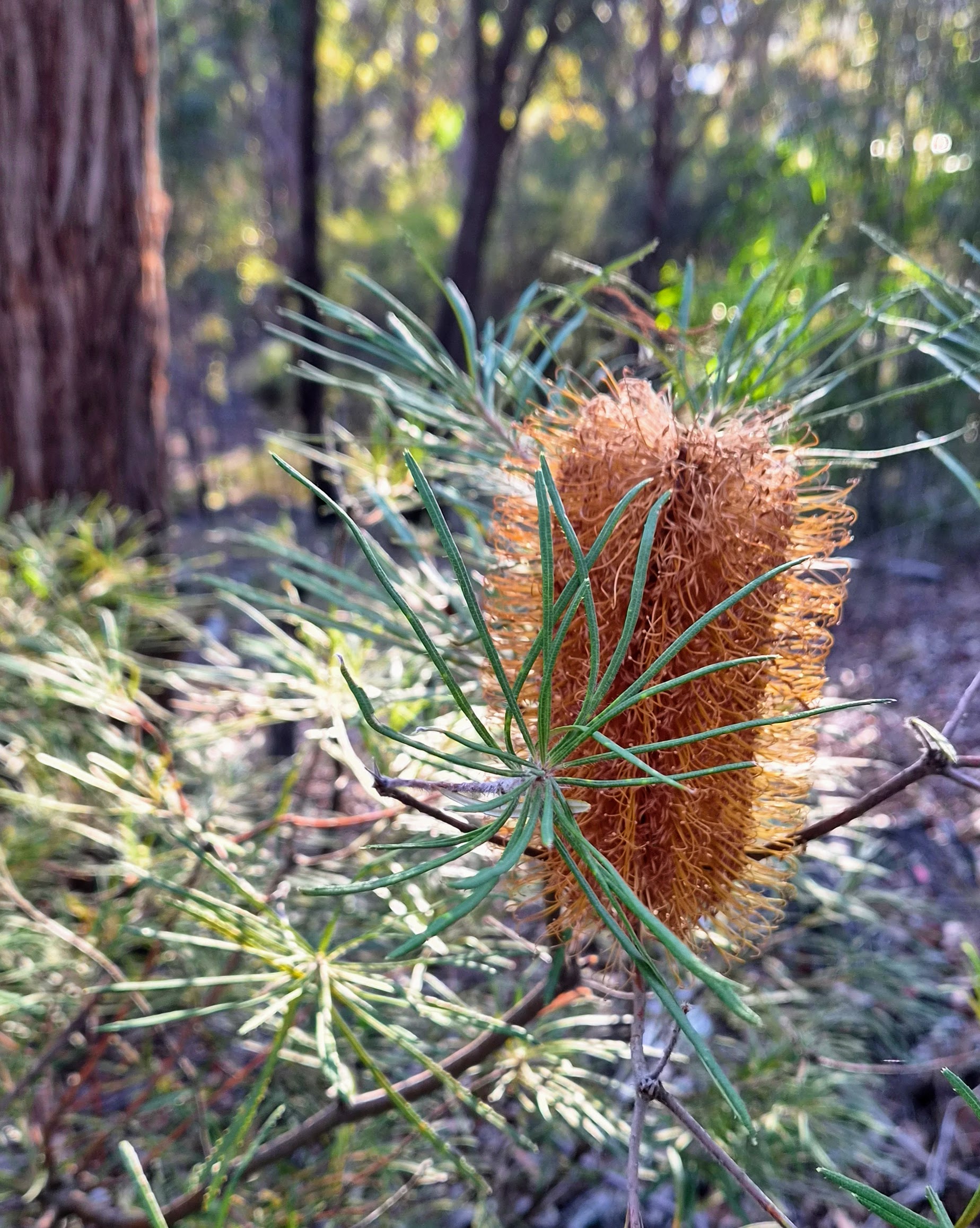 Banksia Flower