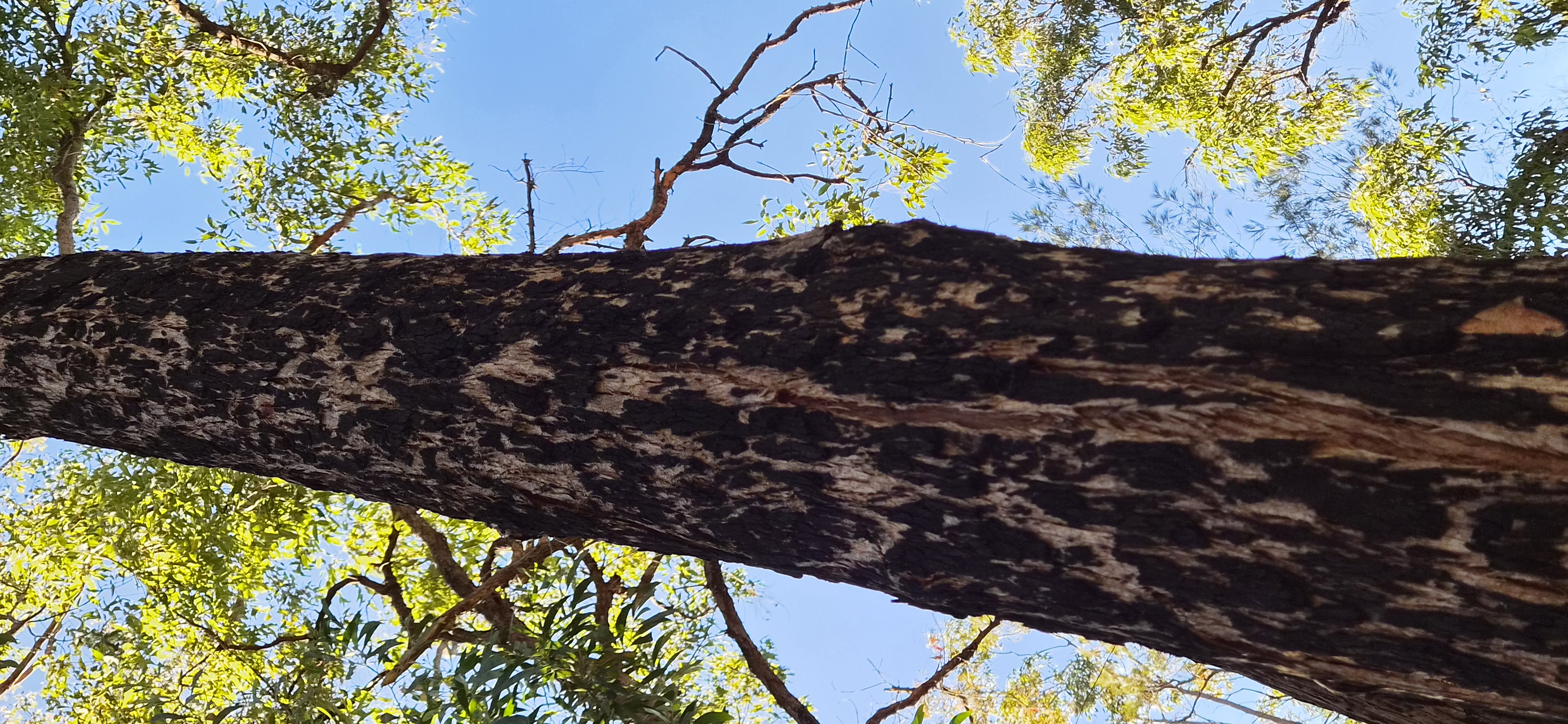 Burnt Tree