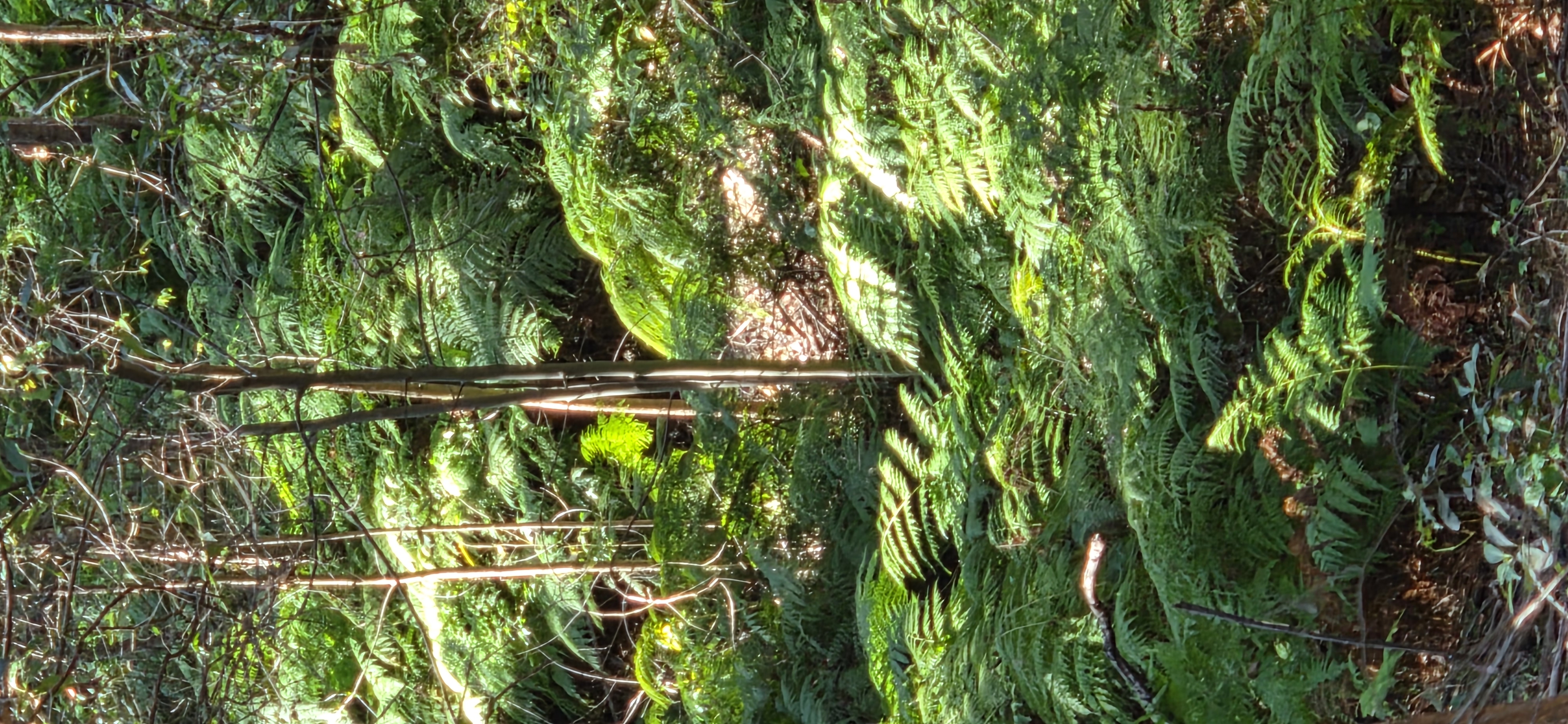 Fern Valley