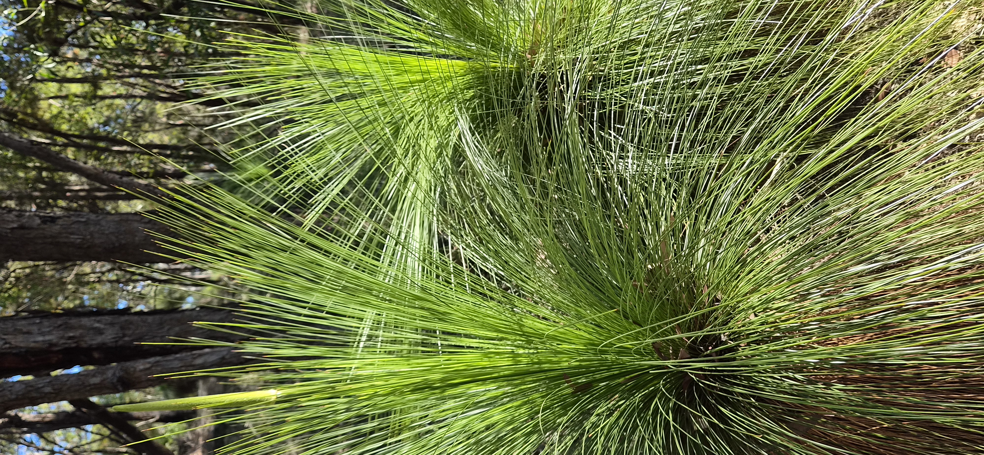 Grass Trees