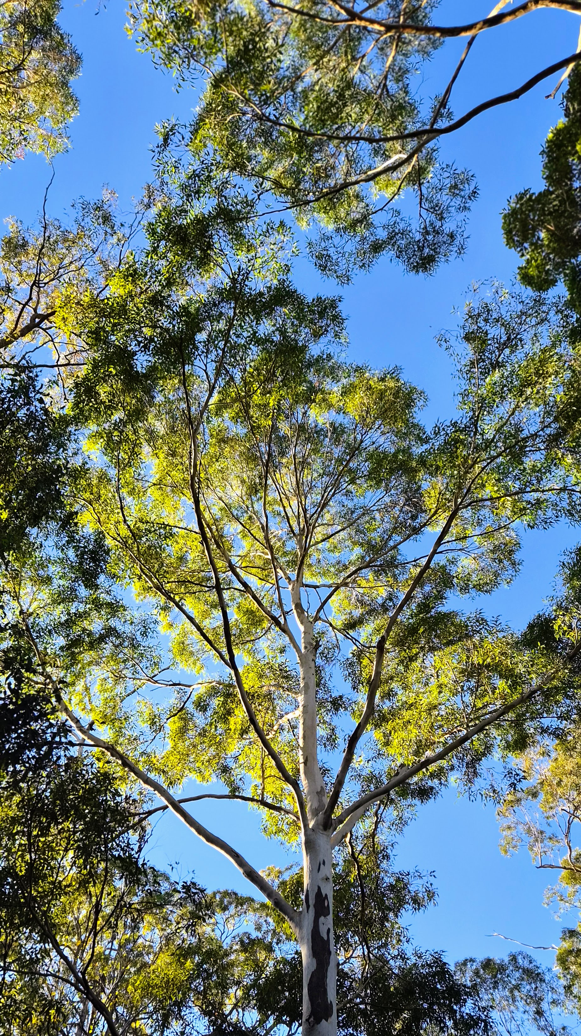 Looking Up