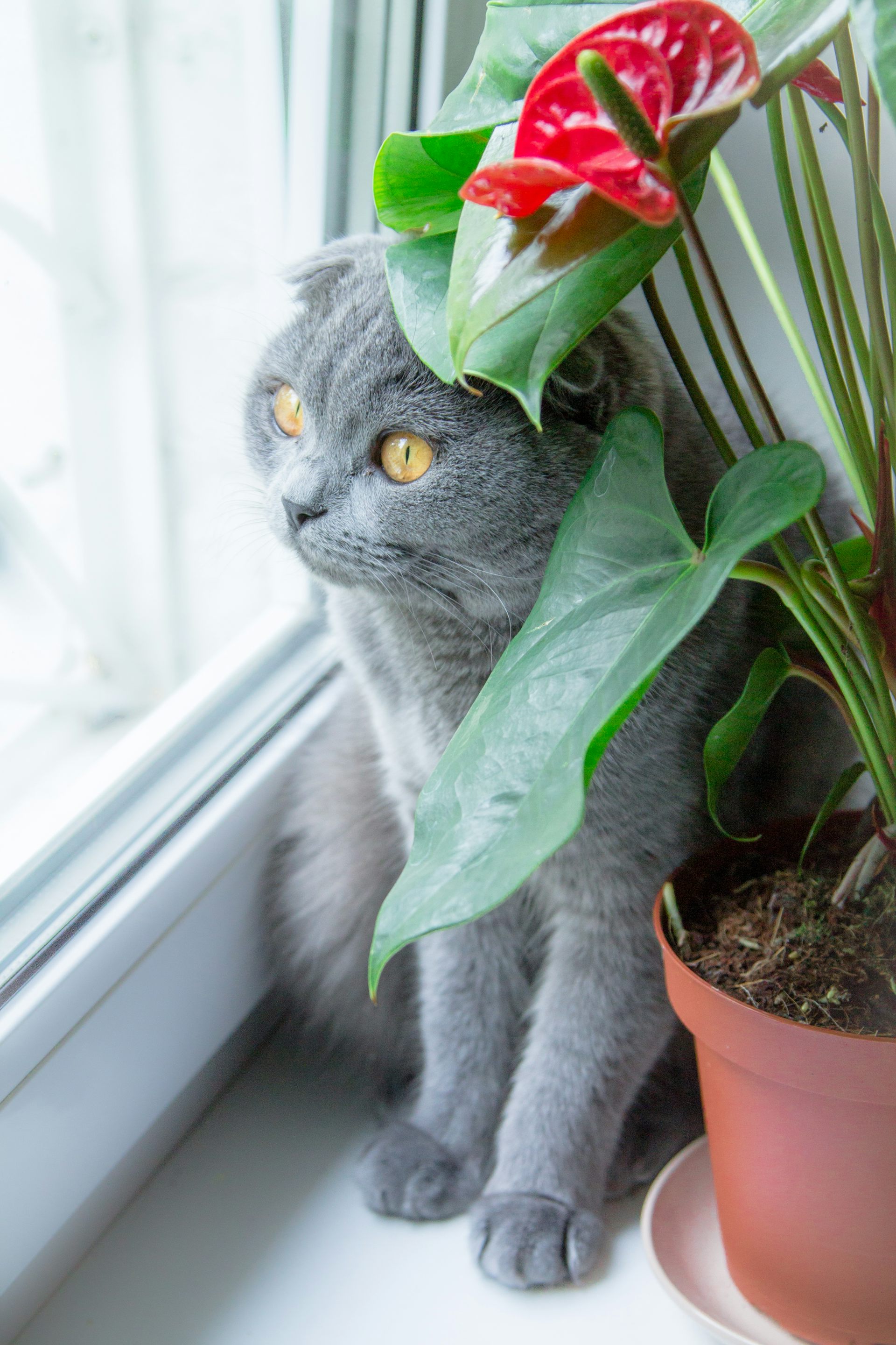 A cat next to a potted plant