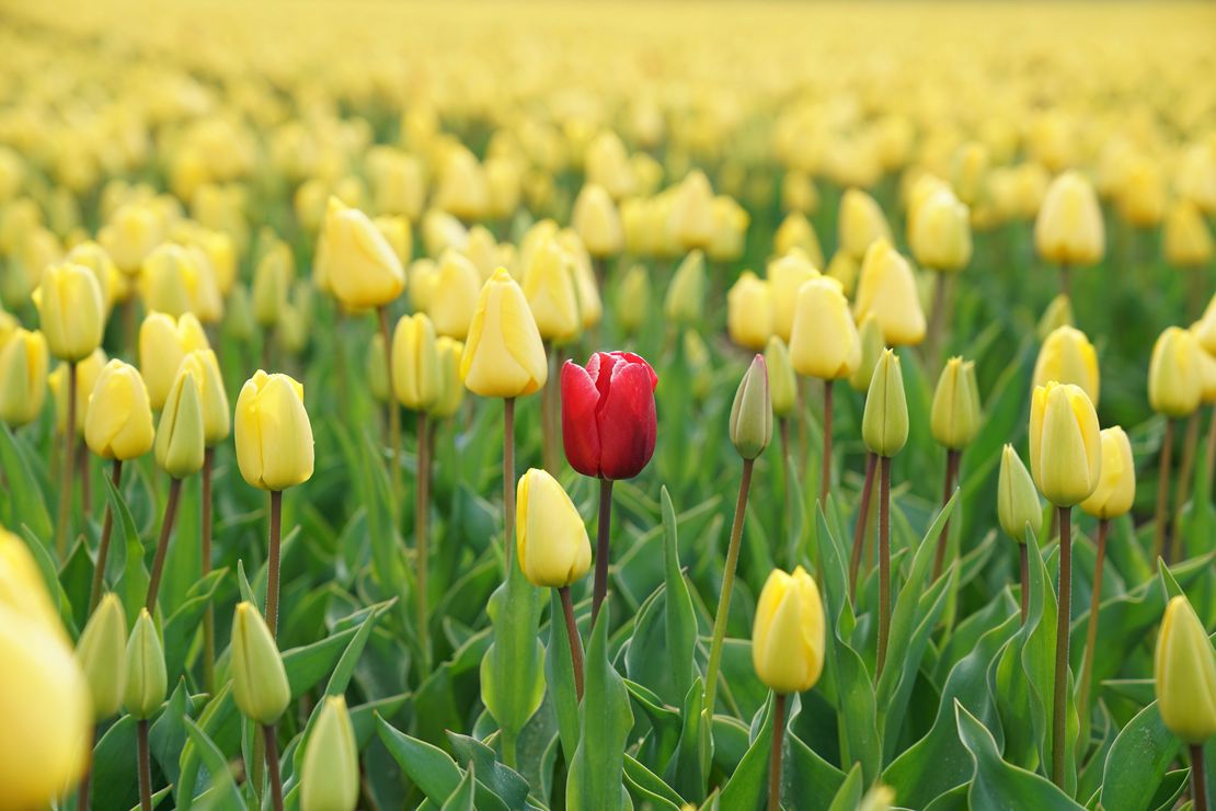 How Your Personality Shapes Your Relationships and Mental Health