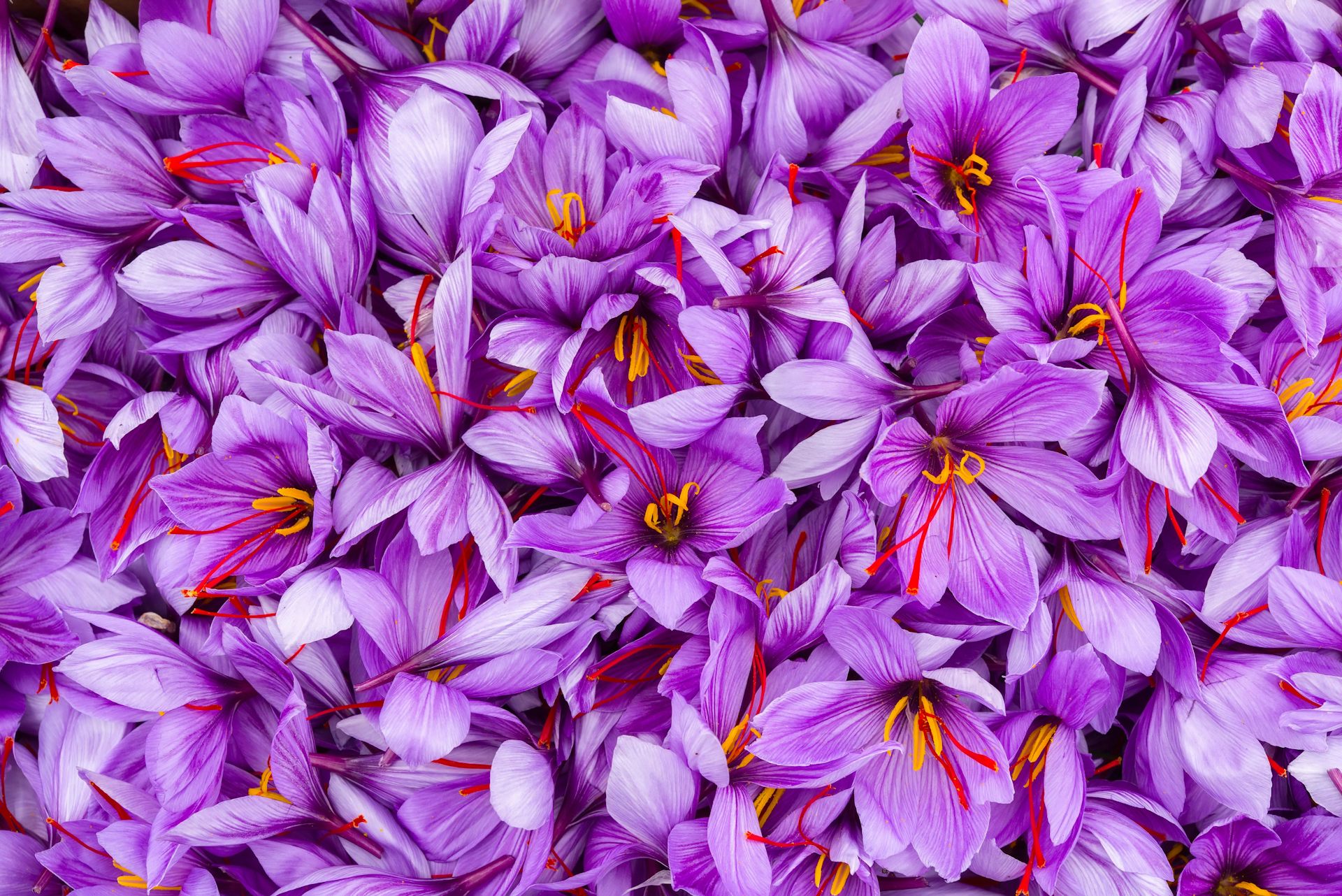 Saffron flowers