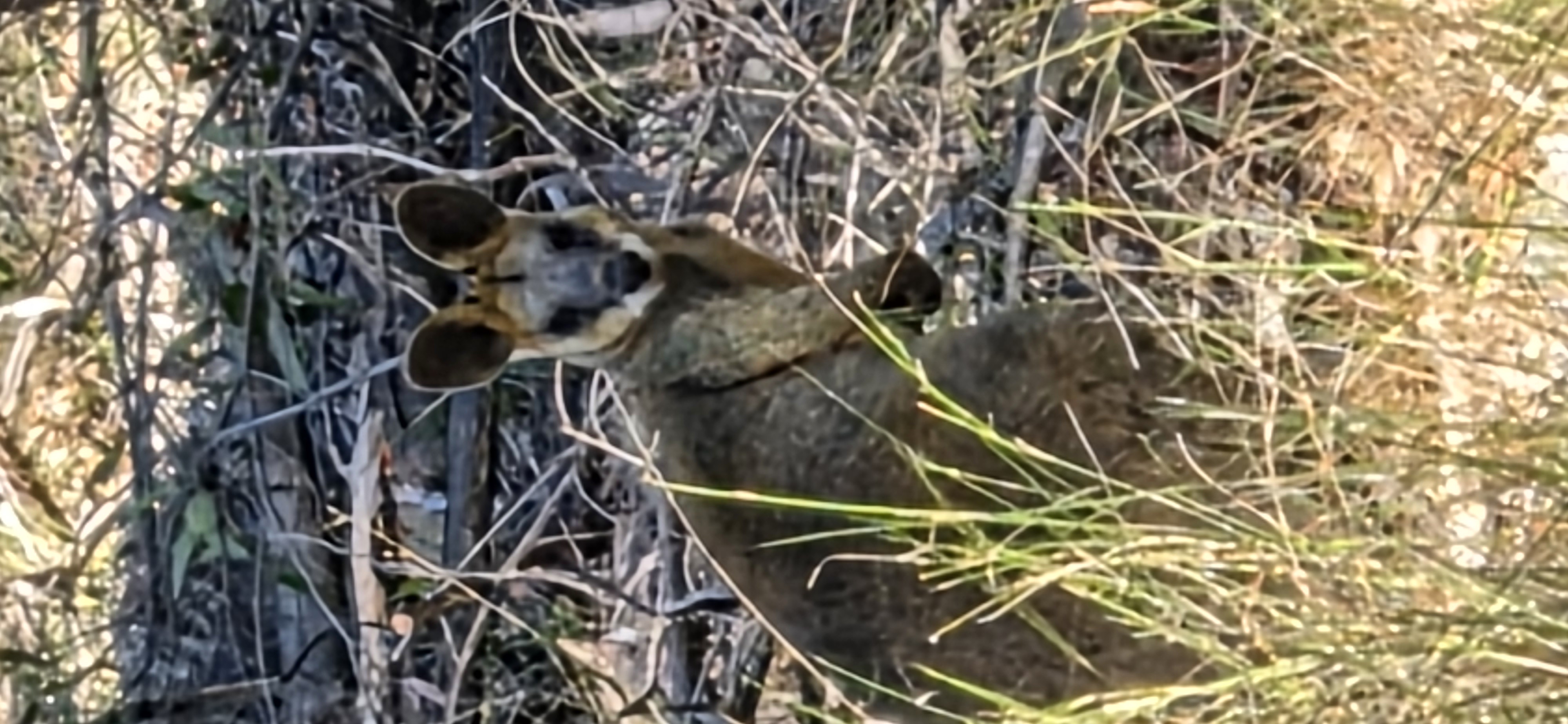 Wallaby