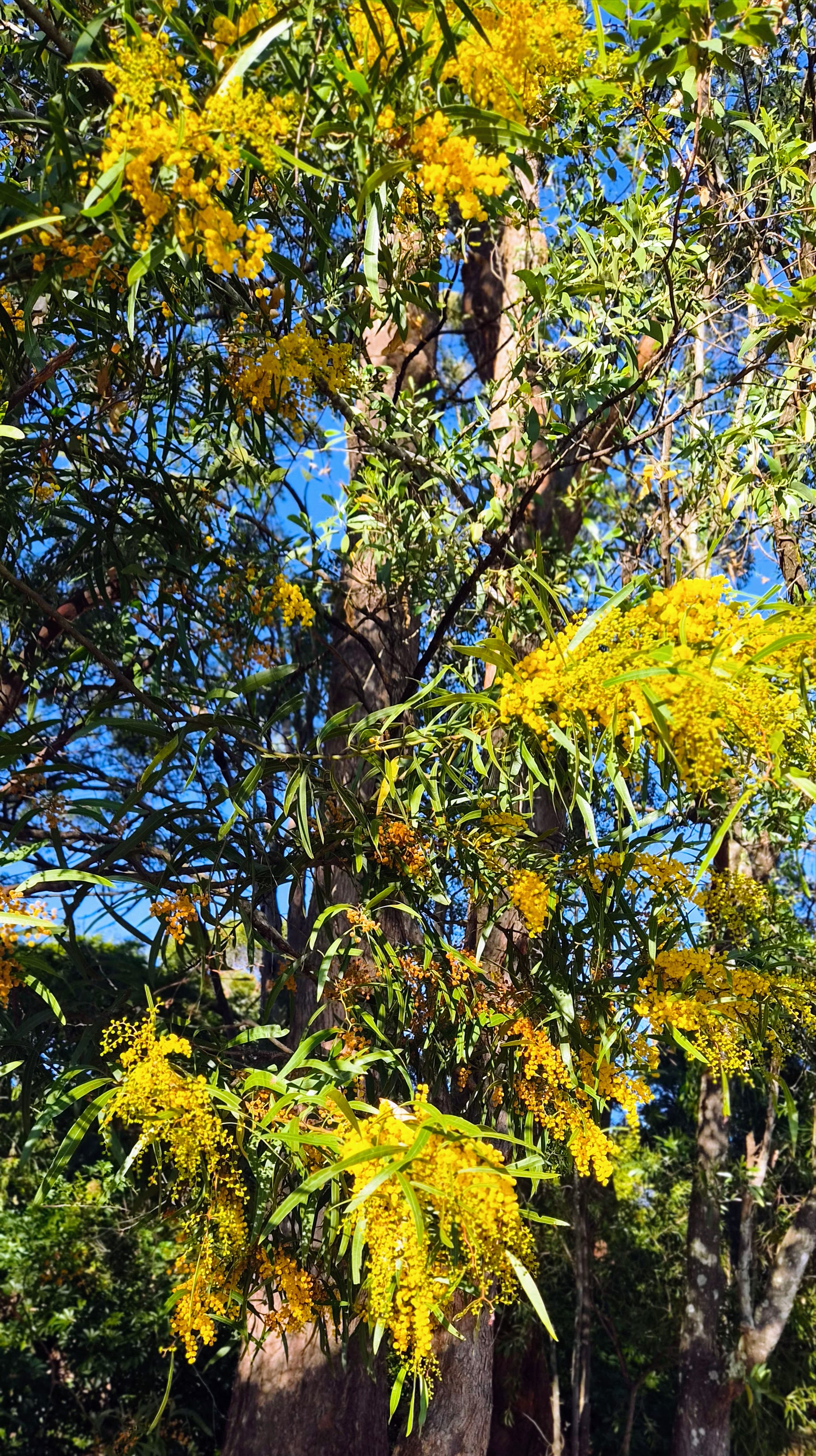 Yellow flowering tree